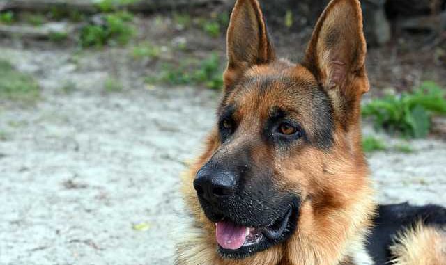 Balma. Disparue depuis 26 heures, une personne retrouvée par le chien des gendarmes Balma. Disparue depuis 26 heures, une personne retrouvée par le chien des gendarmes