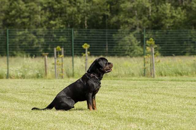 Une enfant de 3 ans mordue par deux rottweilers pronostic vital engagé Une enfant de 3 ans mordue par deux rottweilers pronostic vital engagé