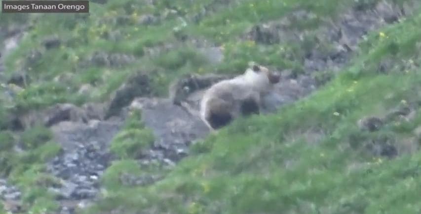 à 9 ans, il filme un ours en Ariège-min à 9 ans, il filme un ours en Ariège-min