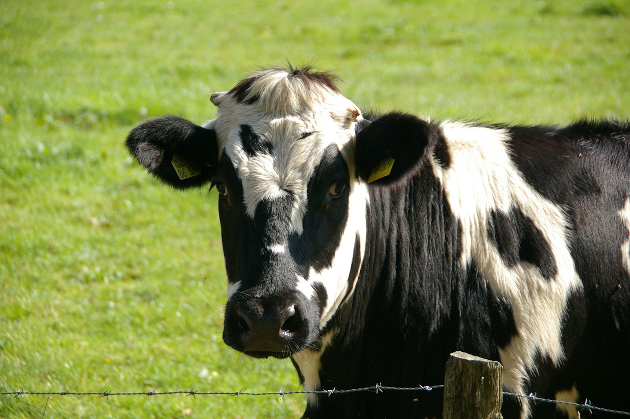 Lubrizol. Levée des mesures de restriction sur le lait et les produits laitiers Lubrizol. Levée des mesures de restriction sur le lait et les produits laitiers