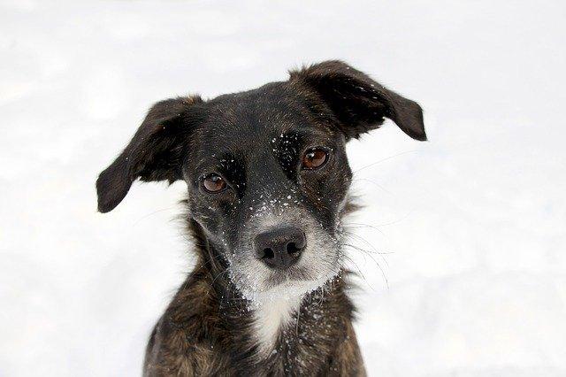 Toulouse Adopter Un Chien A La Spa Possible Des Jeudi Toulouse Adopter Un Chien A La Spa Possible Des Jeudi