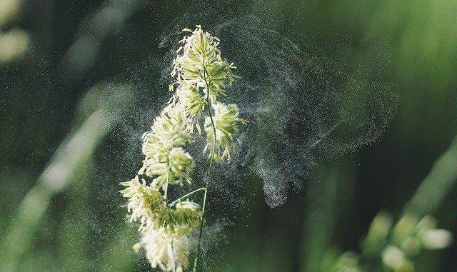 Alerte aux pollen de Graminées Alerte aux pollen de Graminées
