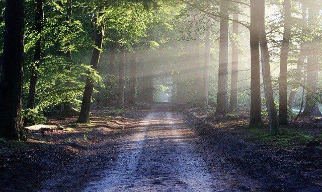 Près de Toulouse, la forêt de Bouconne a nouveau accessible Près de Toulouse, la forêt de Bouconne a nouveau accessible