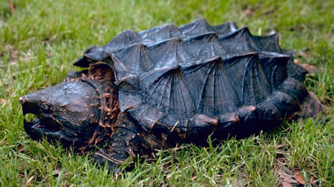 Une tortue alligator découverte près de Toulouse Une tortue alligator découverte près de Toulouse