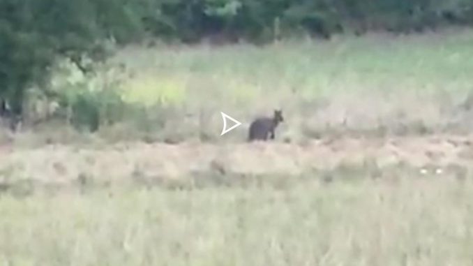 Un kangourou repéré près de Cahors Un kangourou repéré près de Cahors