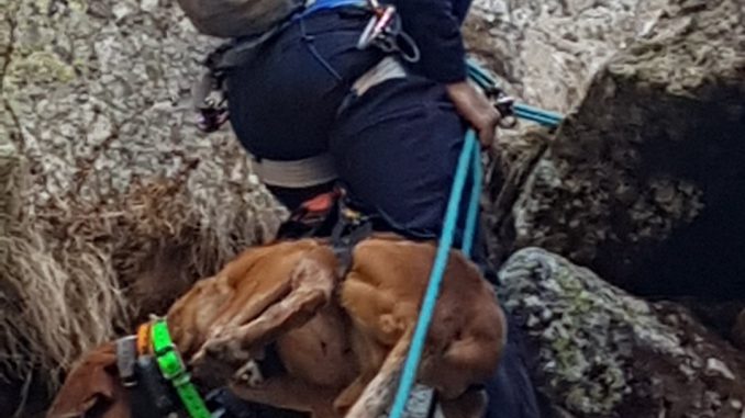 Pyrénées. Les gendarmes sauvent un chien de chasseur Pyrénées. Les gendarmes sauvent un chien de chasseur