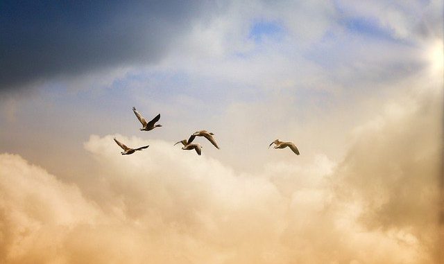 birds-5159711_640 Grippe Aviaire Gers Landes Bigorre