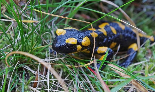 salamander-1126591_640 Occitanie. trophées de la biodiversité, candidatures ouvertes